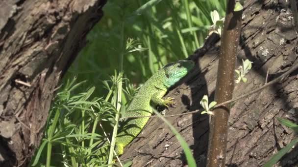 Зеленая ящерица на дереве — стоковое видео