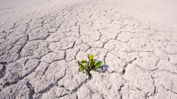 Plant in the desert — Stock Video