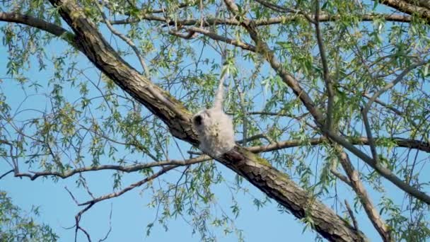 Un nid de tissage d'oiseaux tisserand — Video