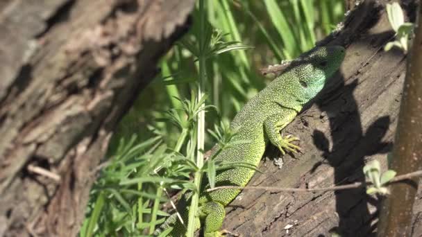 Lagarto verde en un árbol — Vídeos de Stock