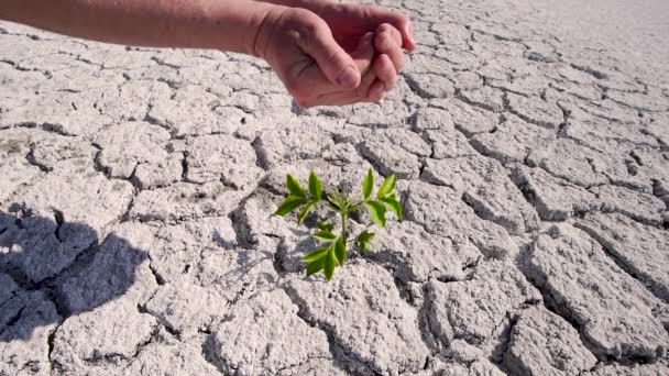 El hombre derrama agua de las palmas sobre brotes verdes en el desierto — Vídeos de Stock