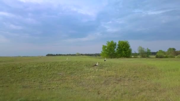 Białe bociany latają nad zielonymi polami — Wideo stockowe