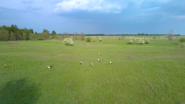 Fehér gólyák repülnek a zöld mezők felett. — Stock videók