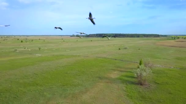 Cigüeñas blancas vuelan sobre campos verdes — Vídeos de Stock