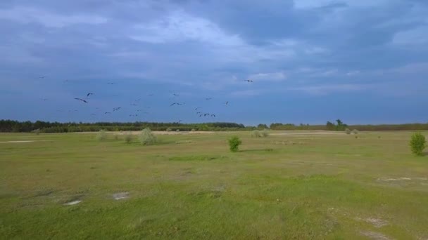 Witte ooievaars vliegen over groene velden — Stockvideo