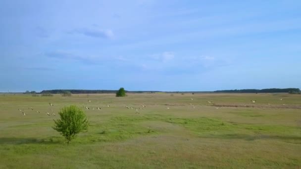 Białe bociany latają nad zielonymi polami — Wideo stockowe