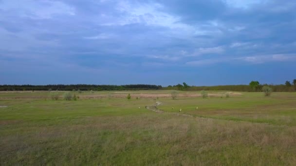 Cicogne bianche su un prato verde — Video Stock