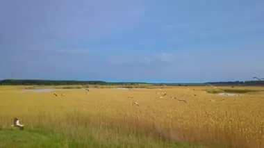 Beyaz leylekler yeşil tarlaların üzerinde uçar