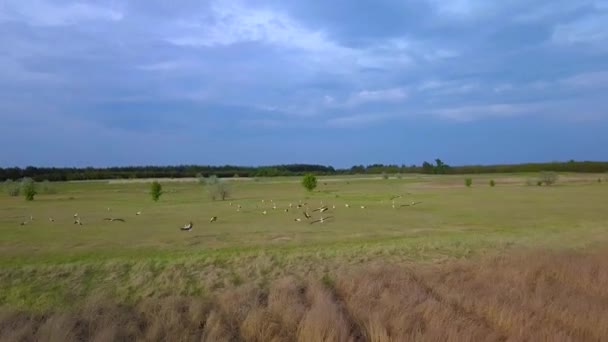 Witte ooievaars op een groene weide — Stockvideo