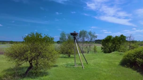 夏の日の田舎の巣. — ストック動画