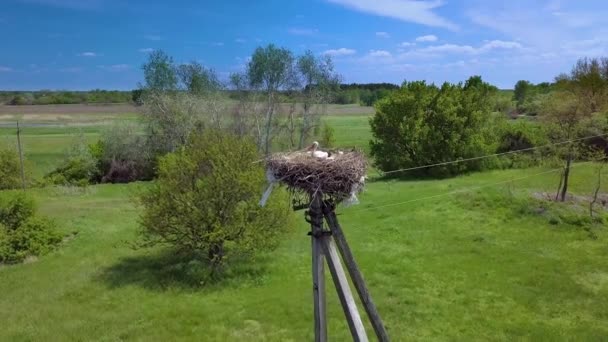 Ooievaarsnest op het platteland op zomerdag. — Stockvideo