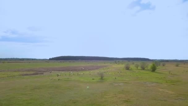 Witte ooievaars vliegen over groene velden — Stockvideo