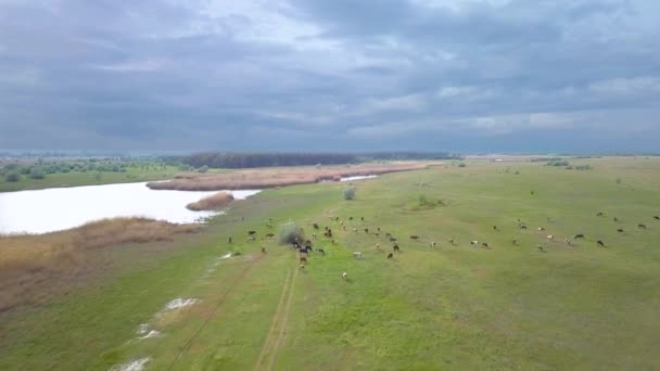 Manada de vacas en el prado — Vídeos de Stock