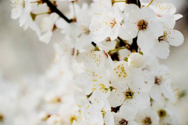 Bahar, kiraz çiçekleri, beyaz çiçekler. 