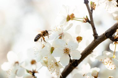 Bahar, kiraz çiçekleri, beyaz çiçekler. 