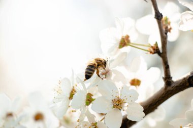 Bahar, kiraz çiçekleri, beyaz çiçekler. 