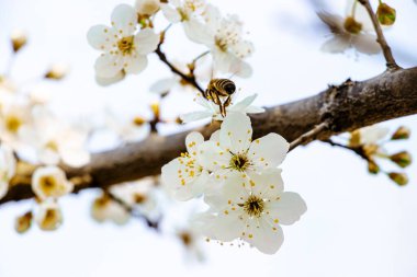 Bahar, kiraz çiçekleri, beyaz çiçekler.