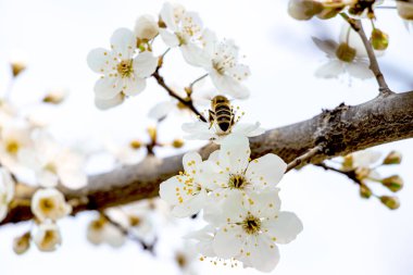 Bahar, kiraz çiçekleri, beyaz çiçekler.