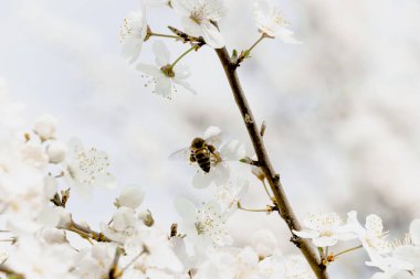 Bahar, kiraz çiçekleri, beyaz çiçekler.