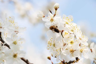 Bahar, kiraz çiçekleri, beyaz çiçekler.. 