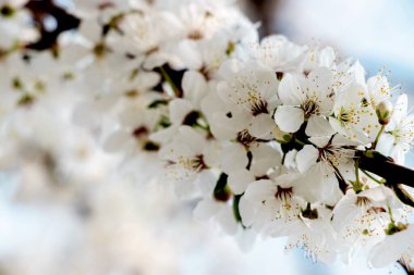 Bahar, kiraz çiçekleri, beyaz çiçekler.. 