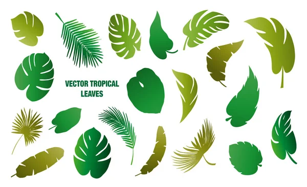 Tropical Deja Colección Vectorial — Vector de stock