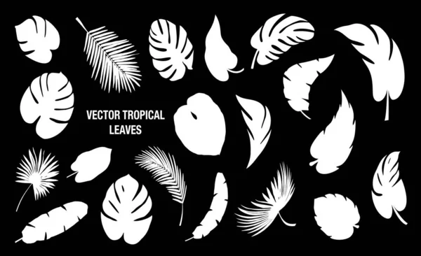 Tropical Deja Colección Vectorial — Vector de stock