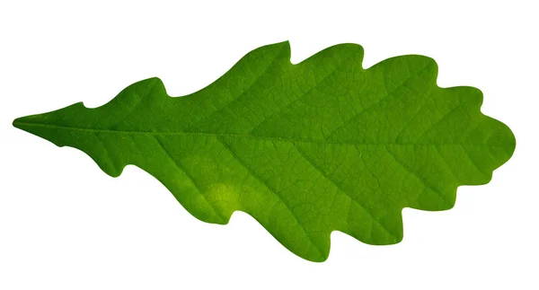 Leaf isolated on white background. Green leaf Royalty Free Stock Photos