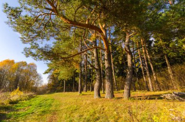 Sonbaharda ormanda bir patika. Belarus 'un sonbahar doğası