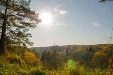 Sonbahar ormanındaki nehir. Sonbahar günü orman nehri manzarası. Beyaz Rusya 'nın doğası