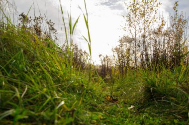 Yazın yeşil çimlerin açık hava görüntüsü