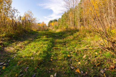 Sonbahar ormanında toprak yol
