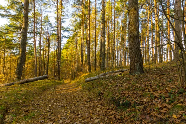 Út az erdőben ősszel. Fehéroroszország őszi jellege — Stock Fotó