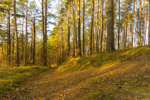 Út az erdőben ősszel. Fehéroroszország őszi jellege — Stock Fotó