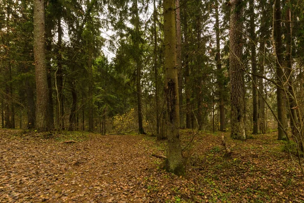 Ösvény az őszi erdőben. erdei út a távolba — Stock Fotó