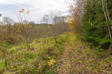 Sonbahar ormanında toprak yol.