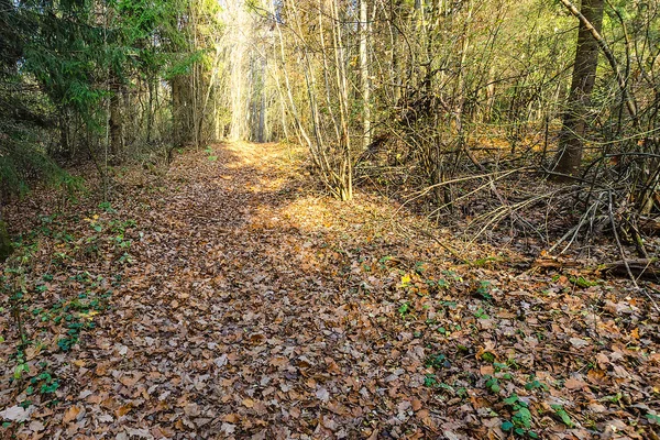 Út az őszi erdőben megy a távolba — Stock Fotó