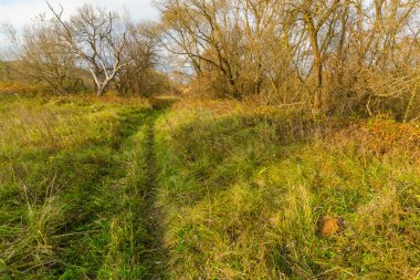 Sonbahar ormanındaki patika uzaklara gidiyor.