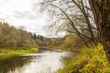 Sonbahar ormanındaki nehir. Sonbaharda orman nehri manzarası