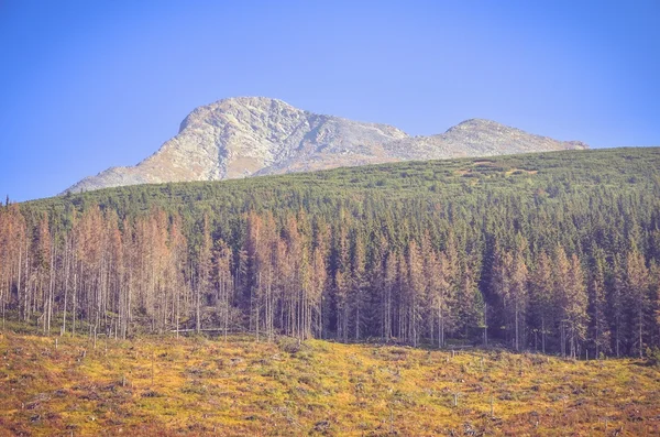 Verão paisagem de montanha. — Fotografia de Stock