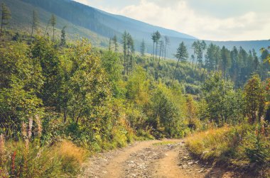 Yaz dağı manzarası. 