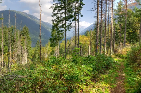 Paysage de montagne d'été. — Photo