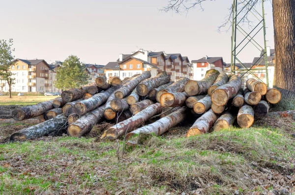 Trä skuren i skogen. — Stockfoto