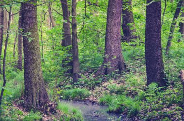 Bahar orman manzarası. 