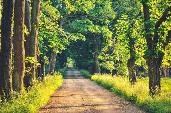 Bosque de primavera paisaje . Imagen De Stock