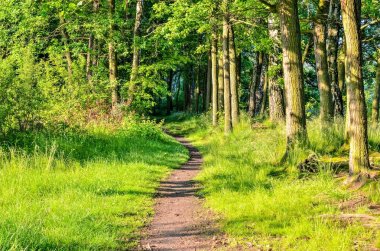 Yeşil bahar peyzaj. 