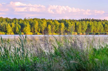 güneşli yaz peyzaj. 