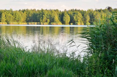 güneşli yaz peyzaj. 
