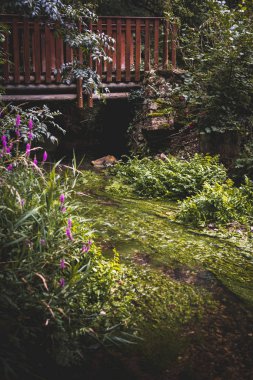 Yaya köprüsünün altındaki bir nehrin nemli bitkileri