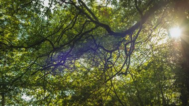 Orman ağaçlarının dalları ile delici güneş ışınları